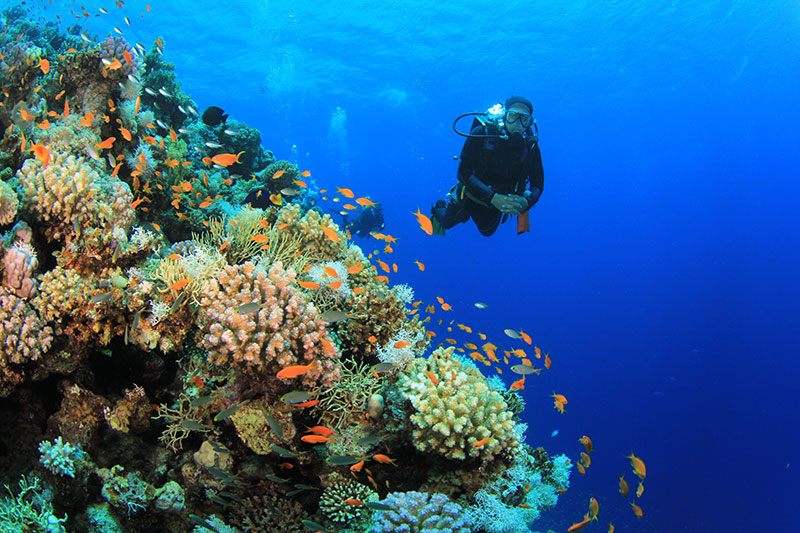 Racha dive sites are suitable for all levels of diver e.g. Banana Bay, Lucy’s Reef etc.